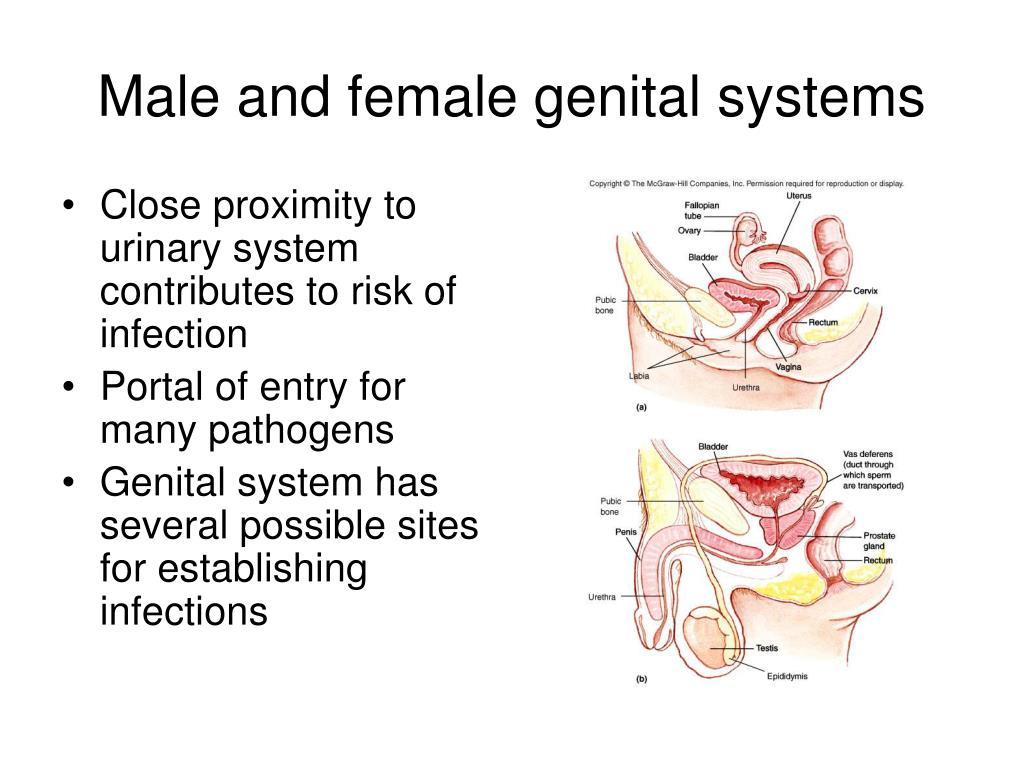 Ppt Infections Of The Genitourinary System Powerpoint Presentation