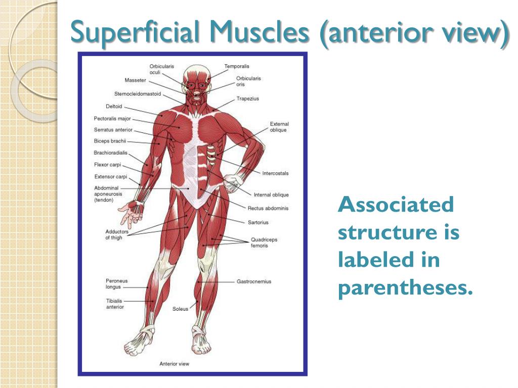 PPT - The Muscular System PowerPoint Presentation, free download - ID ...