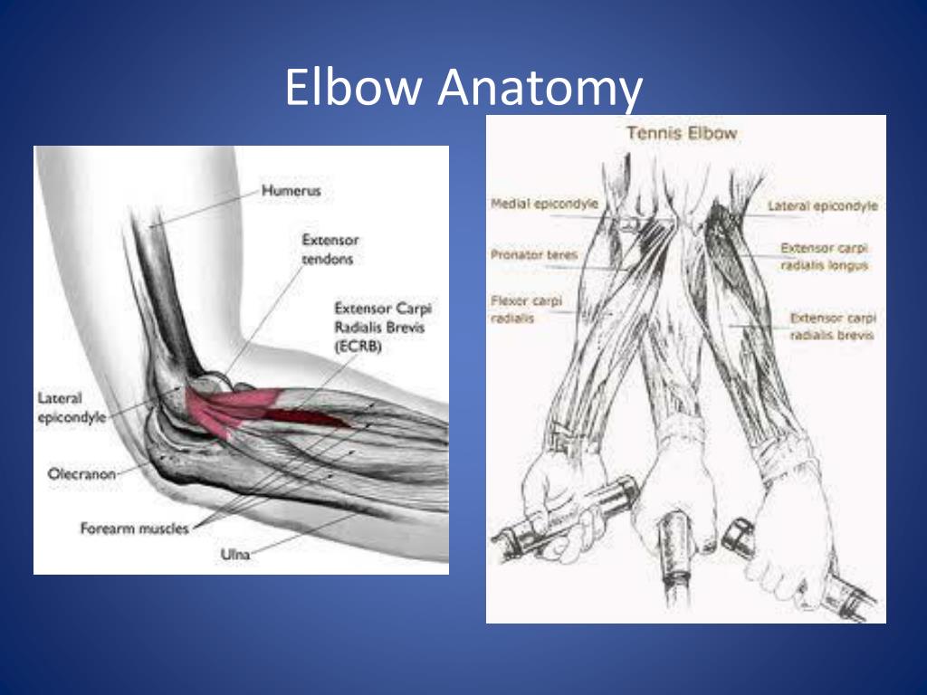 PPT - Shoulder and Elbow Anatomy PowerPoint Presentation - ID:213803