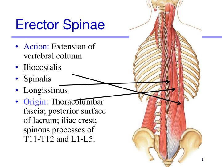 PPT - Lab Activity 11: Group I PowerPoint Presentation - ID:213993