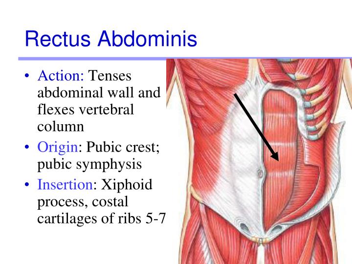 PPT - Lab Activity 11: Group I PowerPoint Presentation - ID:213993