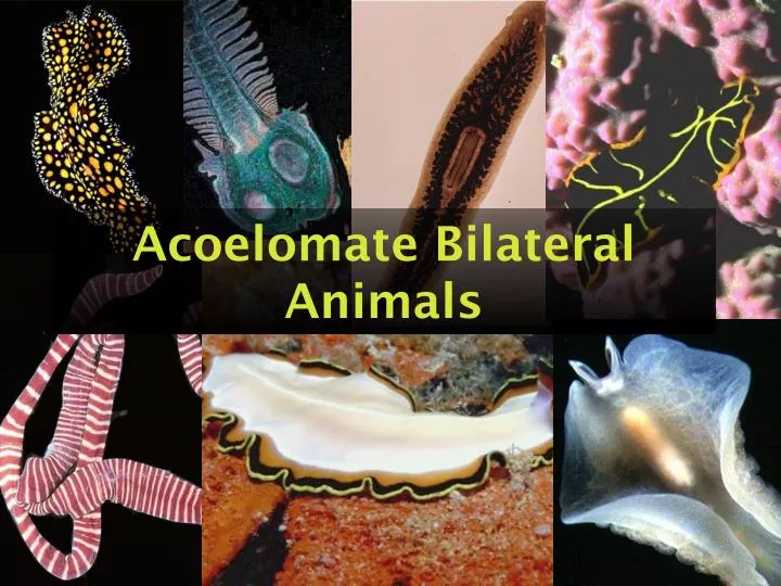 acoelomate bilateral animals n.