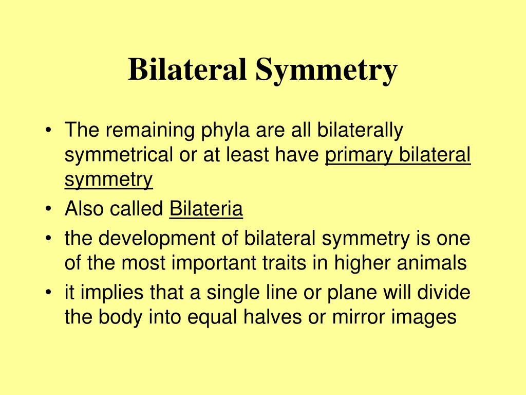 Bilateral Symmetry L 