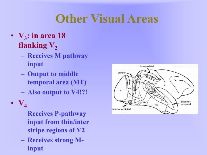 PPT Anatomy/Physiology of Binocular Vision PowerPoint Presentation