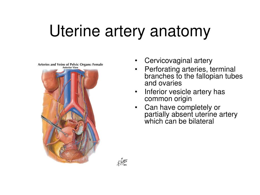 uterine-arteries-anatomy