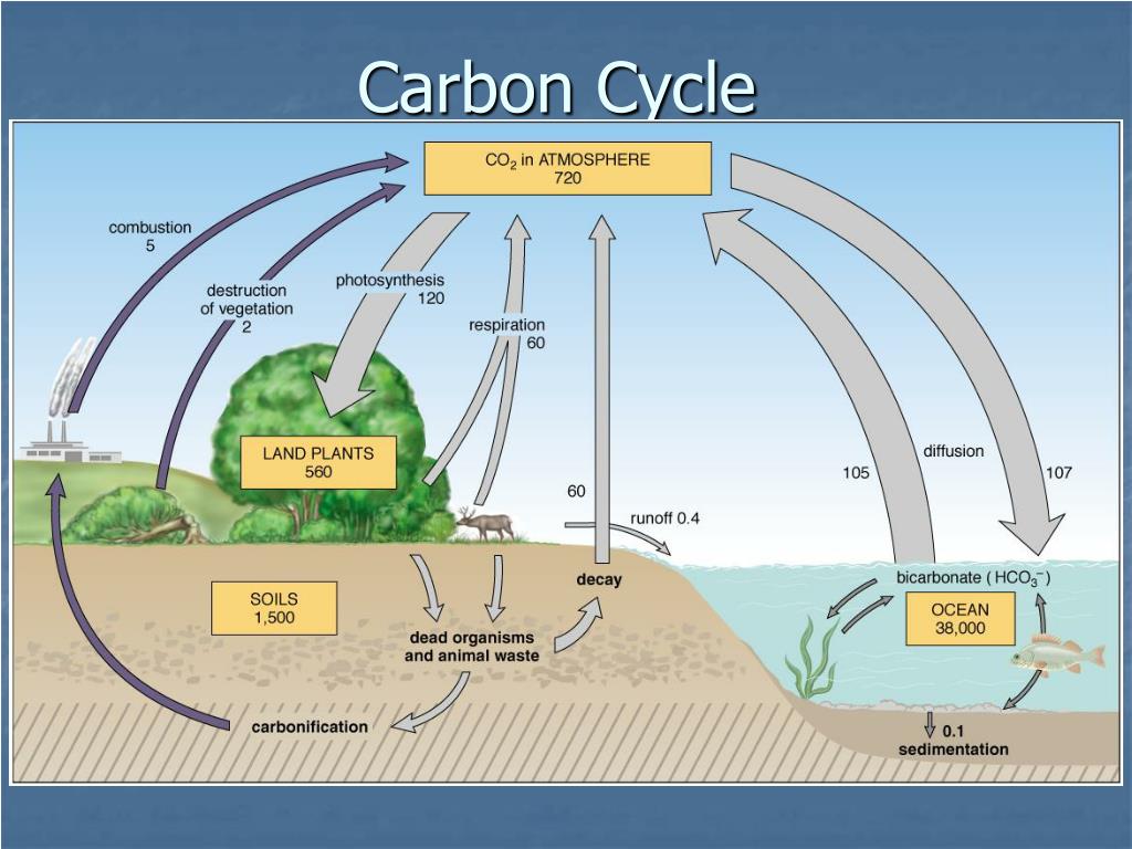 Последовательность этапов углерода. Геохимический круговорот углерода. Биогеохимические циклы круговорот углерода. Биохимический цикл углерода схема и описание\. Круговорот углерода в биосфере.