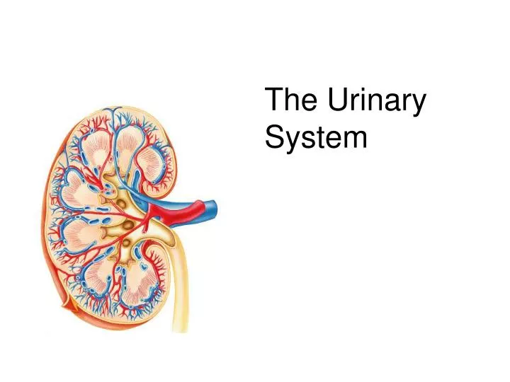 the urinary system n.