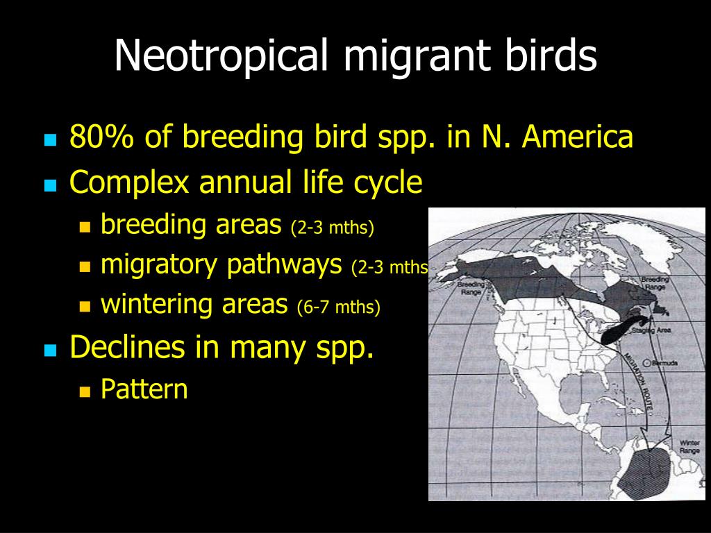 PPT - Animal Migration PowerPoint Presentation, free download - ID:218257