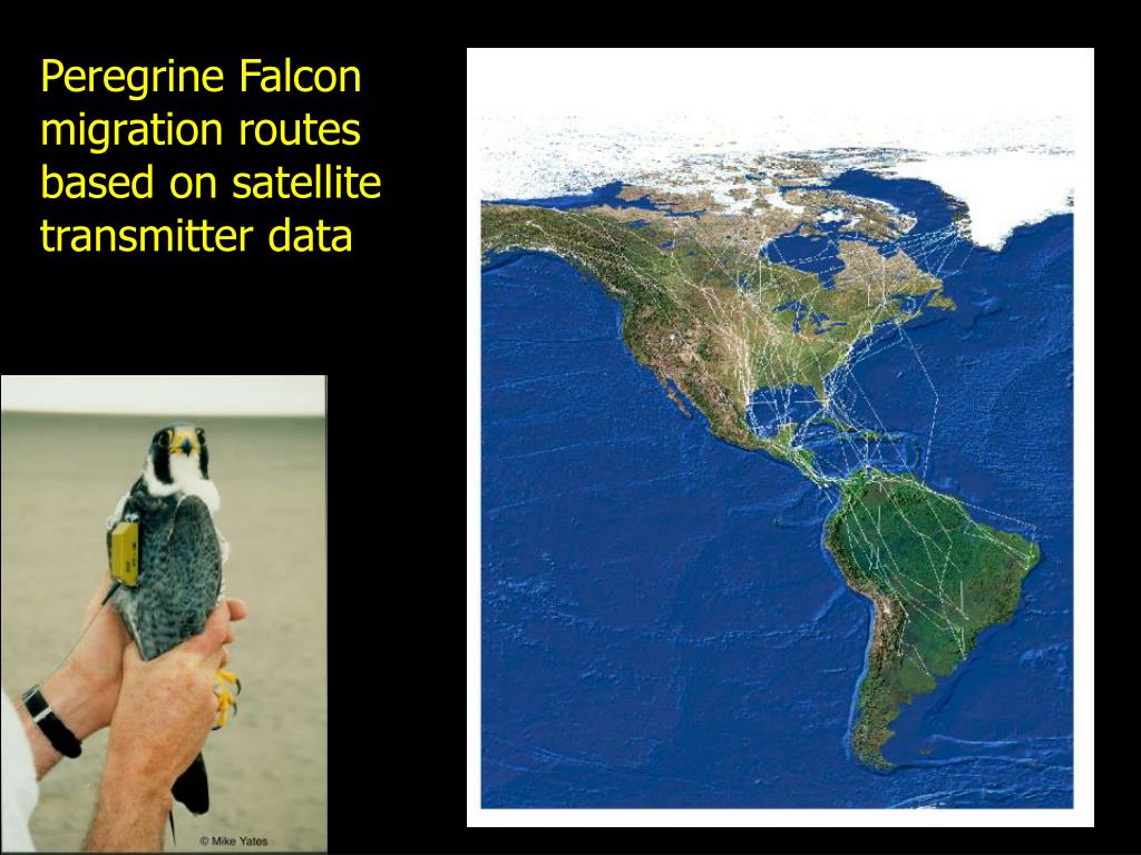 PPT Animal Migration PowerPoint Presentation Free Download ID 218257