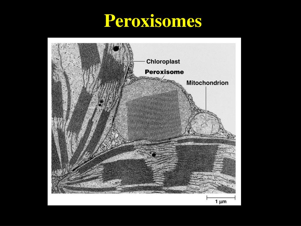 Preroxisomes PPT - การศึกษาเซลล์ ศึกษาด้วยกล้องจุลทรรศน์ ทำให้สามารถเห็นรายละเอียด ...