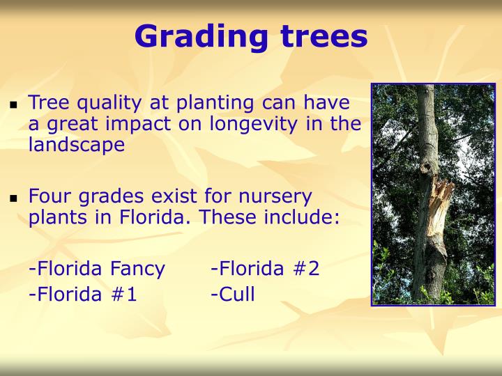 PPT - Grades and Standards for Nursery Stock PowerPoint Presentation ...
