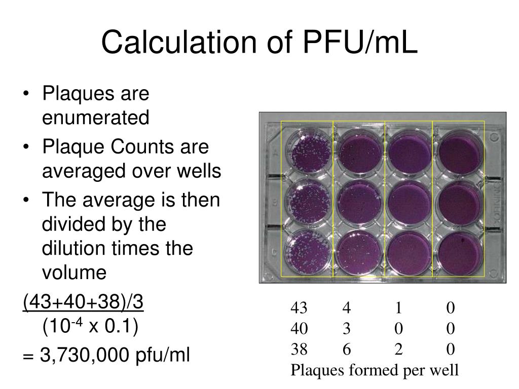 PPT - Virology PowerPoint Presentation, free download - ID:219845