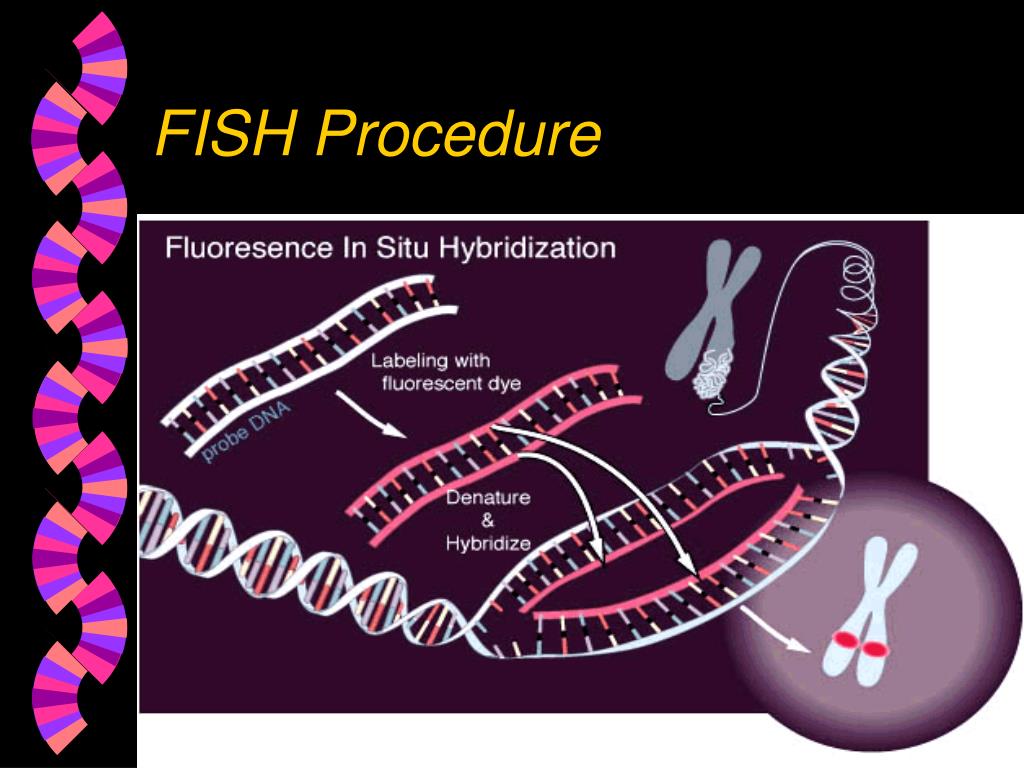 PPT Fluorescence in situ Hybridization PowerPoint Presentation, free download ID219889