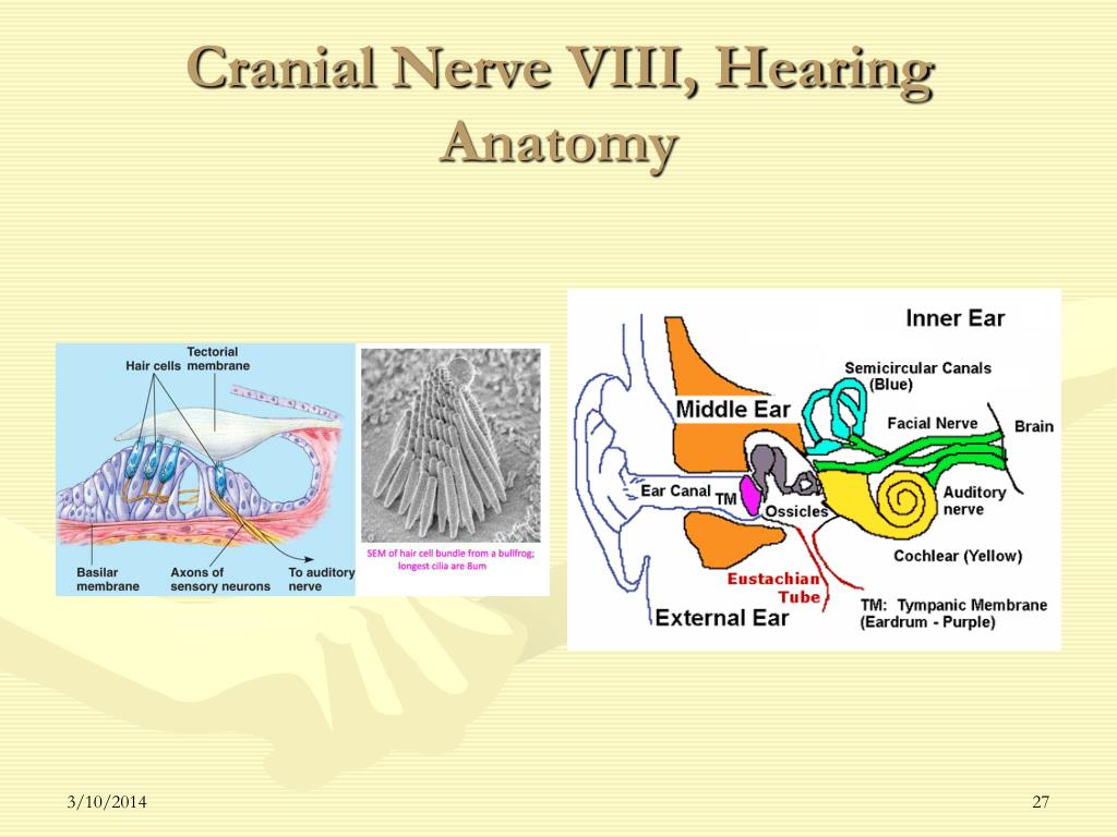 PPT - Cranial Nerves Assessment 2009 PowerPoint Presentation, free