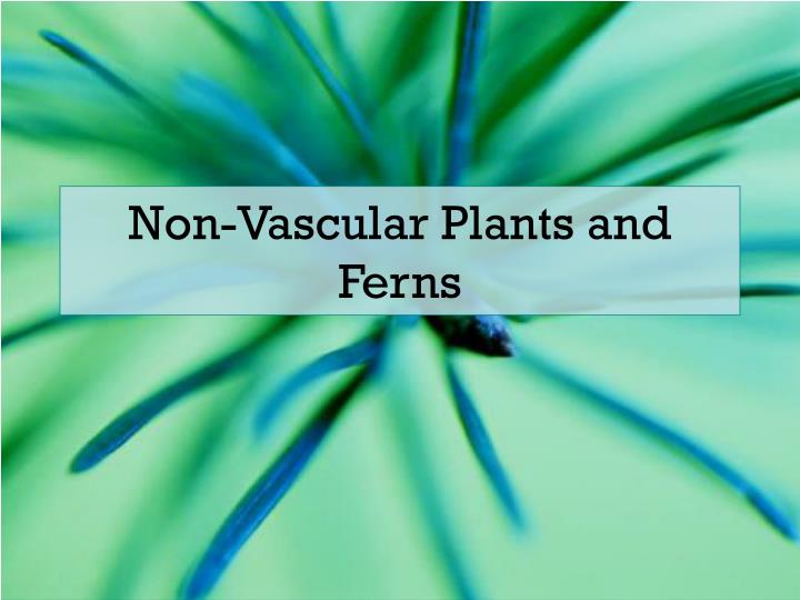 non vascular plants and ferns n.