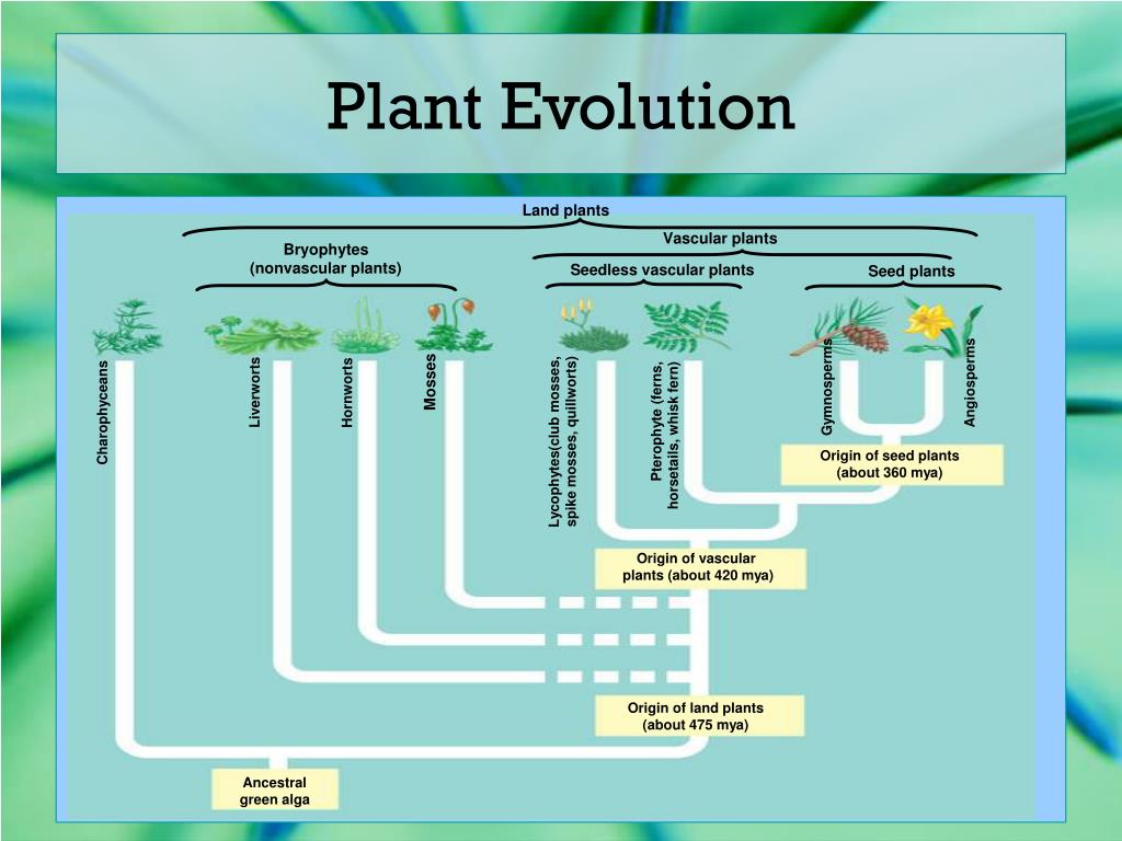 Plant origin. The Evolution of Plants. Origin Evolution of Plants. Игра Эволюция растения. Эволюция от растения к человеку.