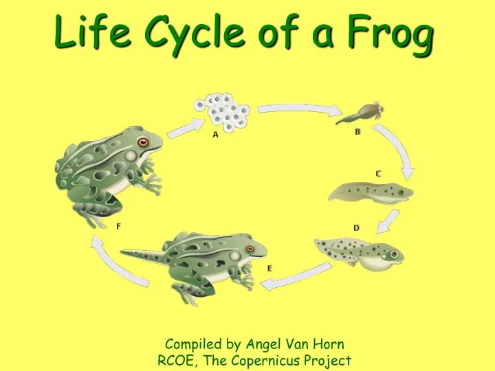 life cycle of a frog n.
