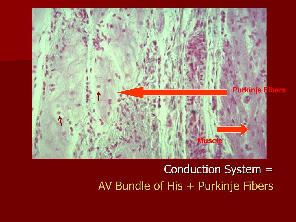 PPT - HISTOLOGY OF THE CIRCULATORY SYSTEM PowerPoint Presentation, free
