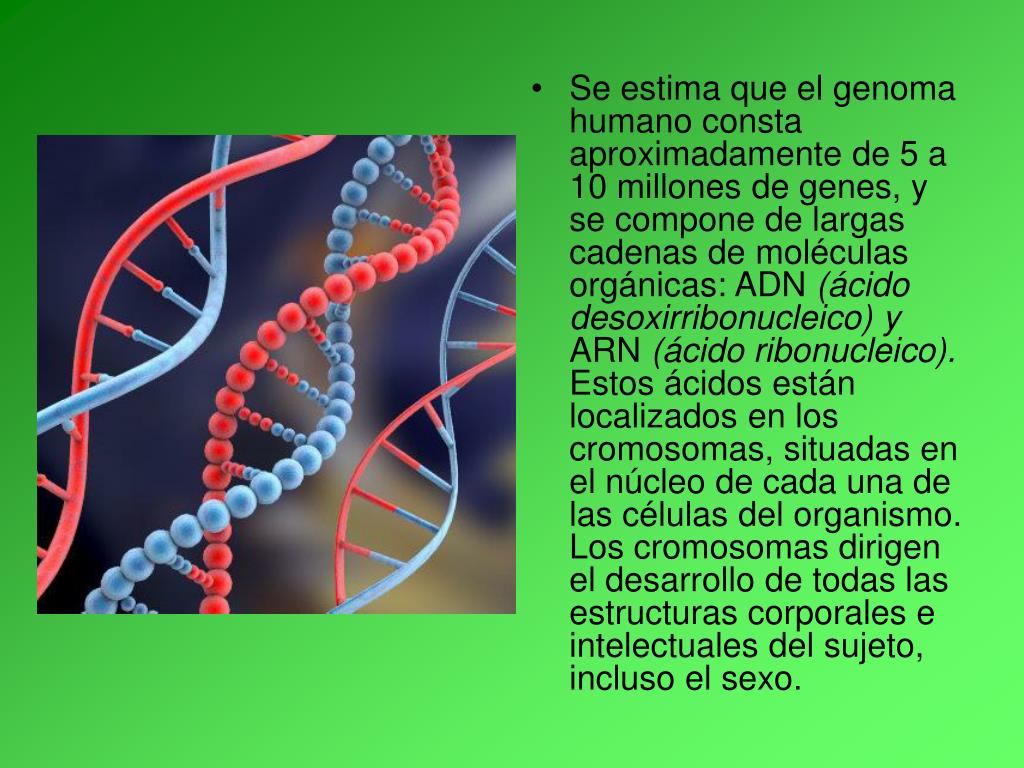 PPT LAS INTELIGENCIAS MÚLTIPLES Y EL APRENDIZAJE