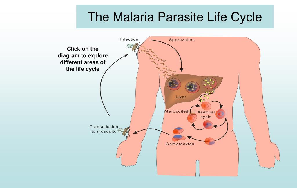 Malaria Life Cycle. Патогенез малярии. Жизненный цикл возбудителя малярии. Malaria Life Cycle. Патогенез малярии. Жизненный цикл возбудителя малярии.