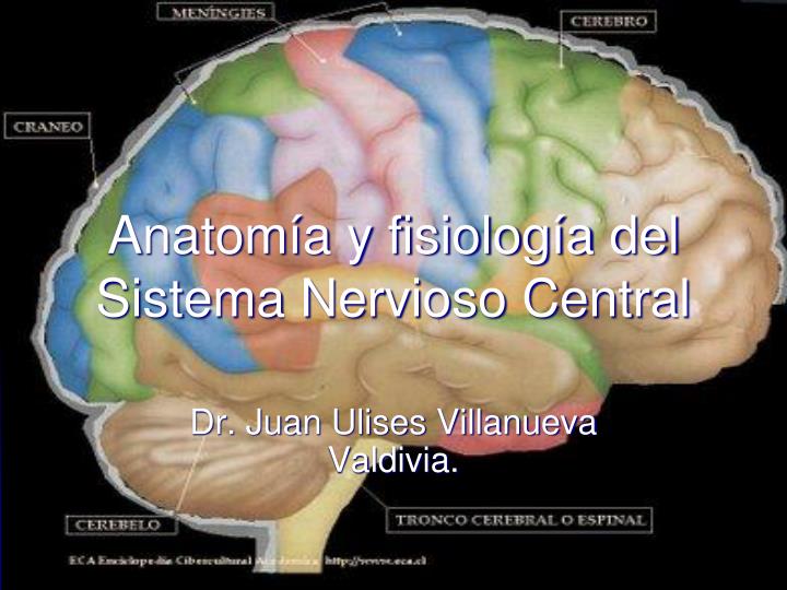 anatom a y fisiolog a del sistema nervioso central n.