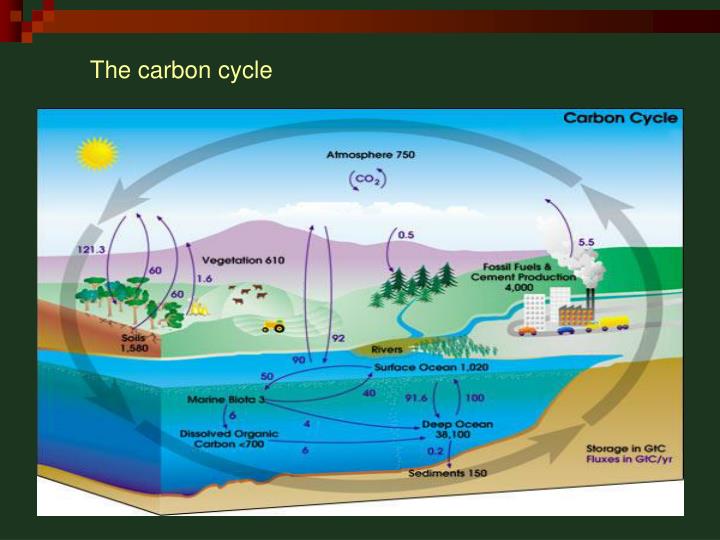 PPT - ocean biogeochemical dynamics PowerPoint Presentation - ID:223246