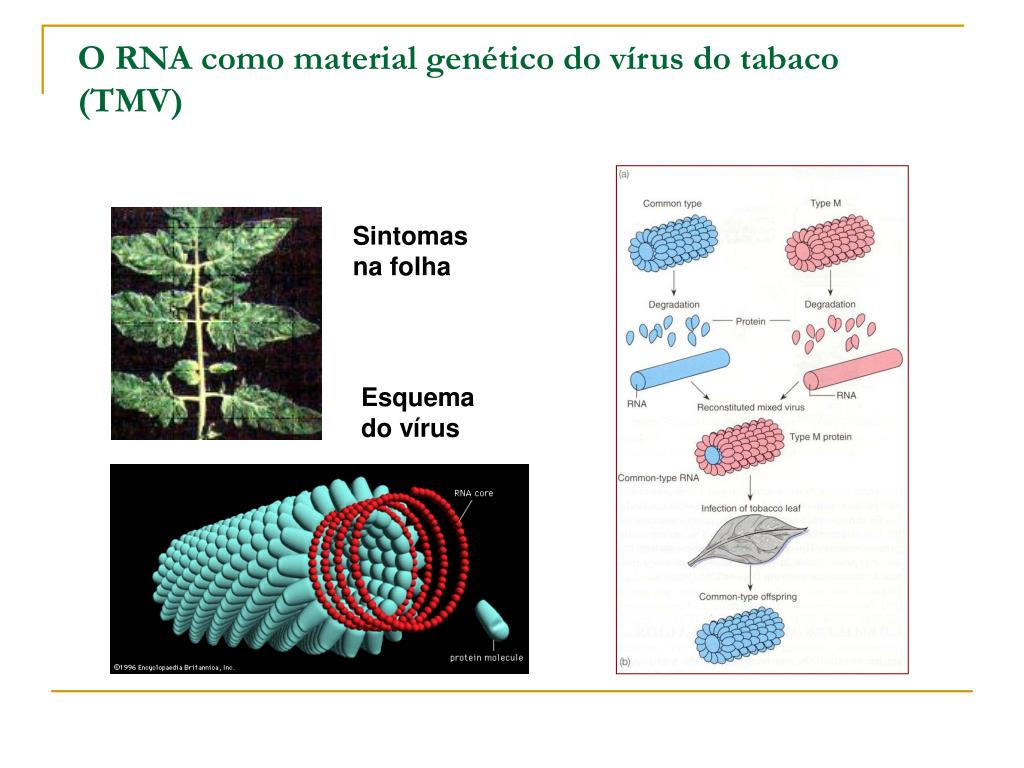 PPT - O DNA como material genético, replicação, transcrição e tradução ...