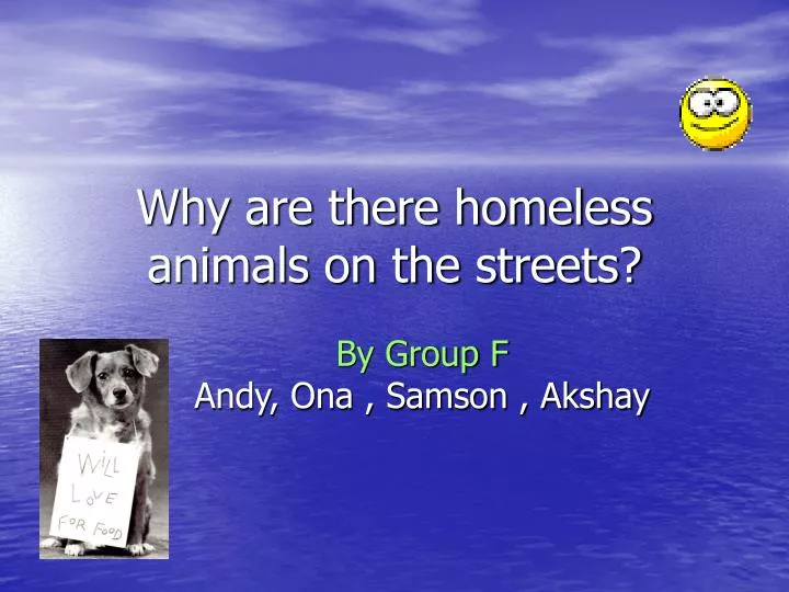 why are there homeless animals on the streets n.