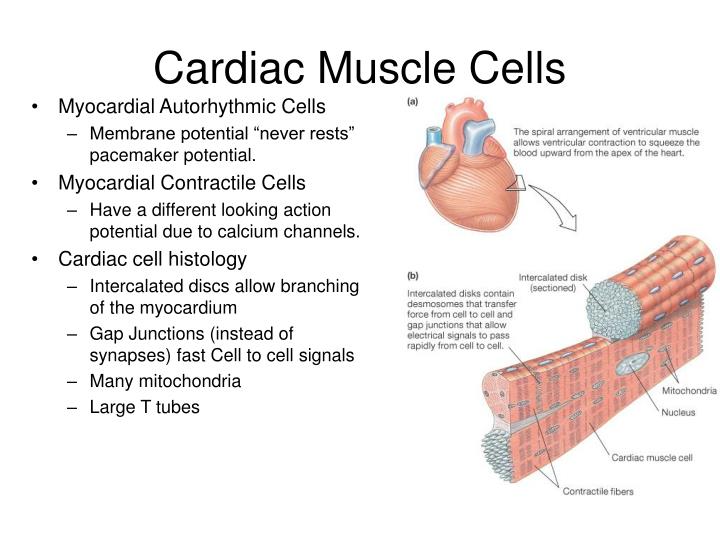 presentation on cardiac muscle