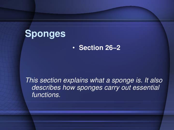 sponges n.