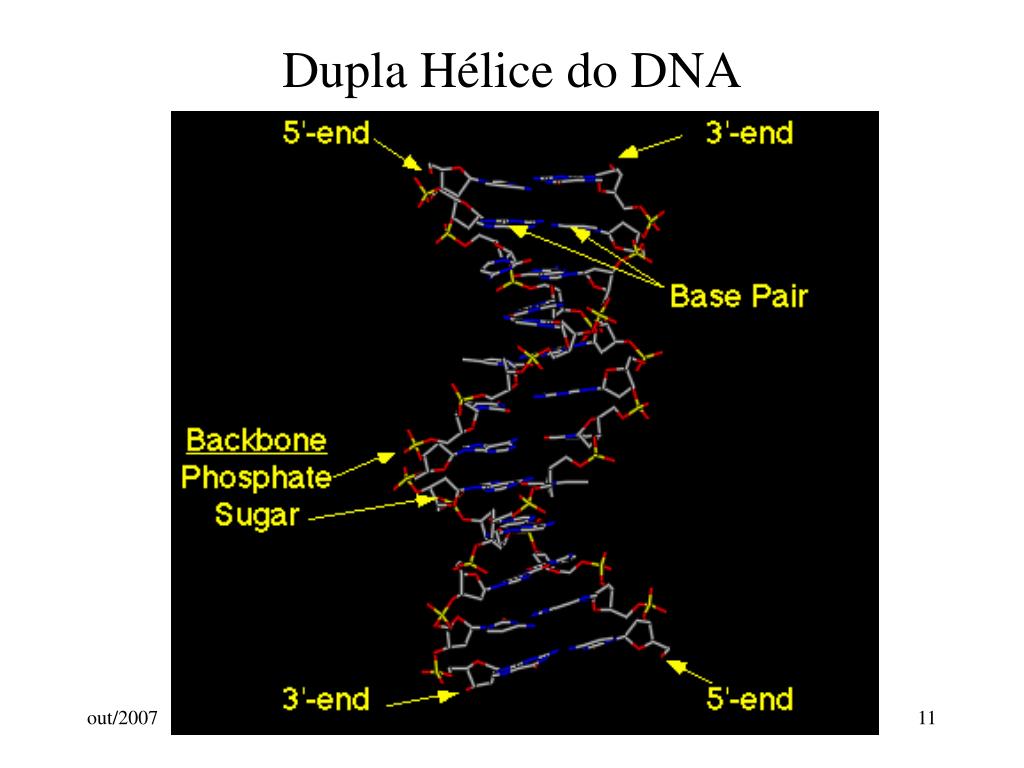PPT - Estrutura do DNA Transcrição e Tradução PowerPoint Presentation -  ID:227161, image size:1024x768