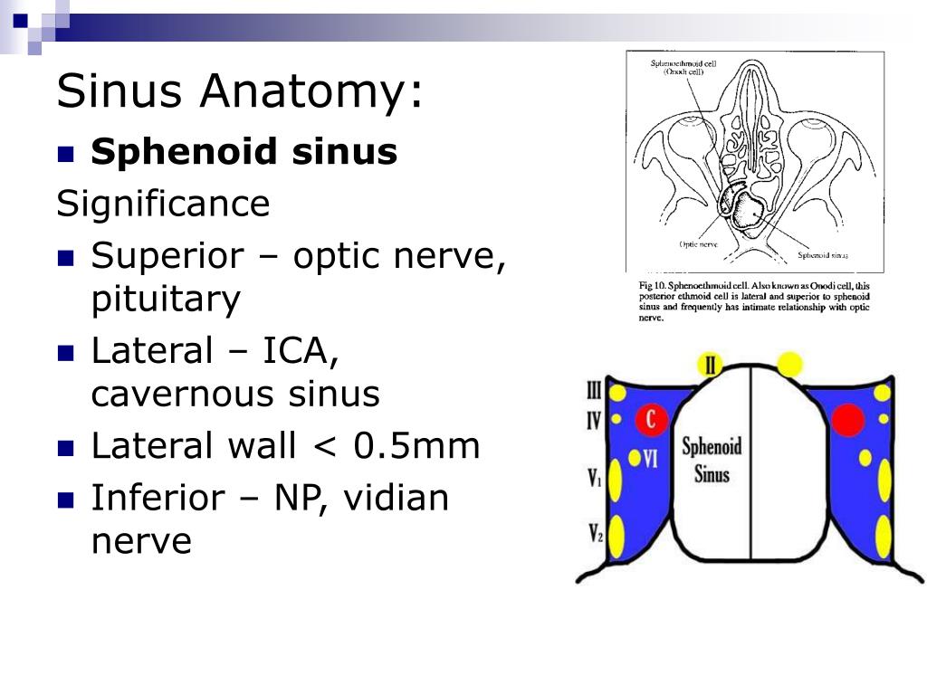 PPT - Sino-nasal Tumours PowerPoint Presentation, free download - ID:227758