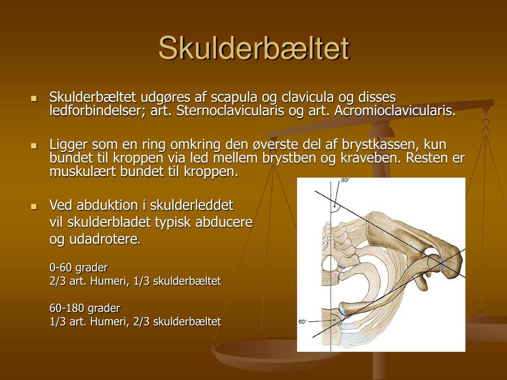 PPT - Anatomi og fysiologi humeri PowerPoint Presentation, free download -  ID:227858