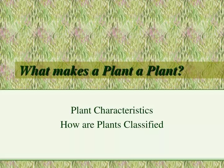 what makes a plant a plant n.