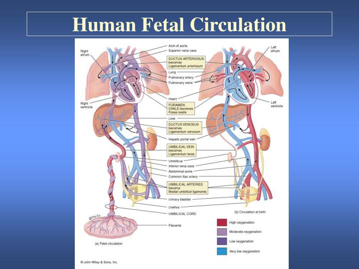 Schematic diagram of fetal circulation