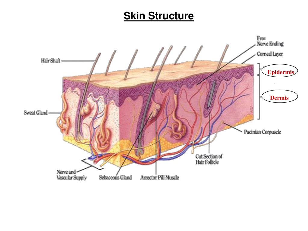 Кожа выделяет воду. Skin structure. Почему кожа это орган.