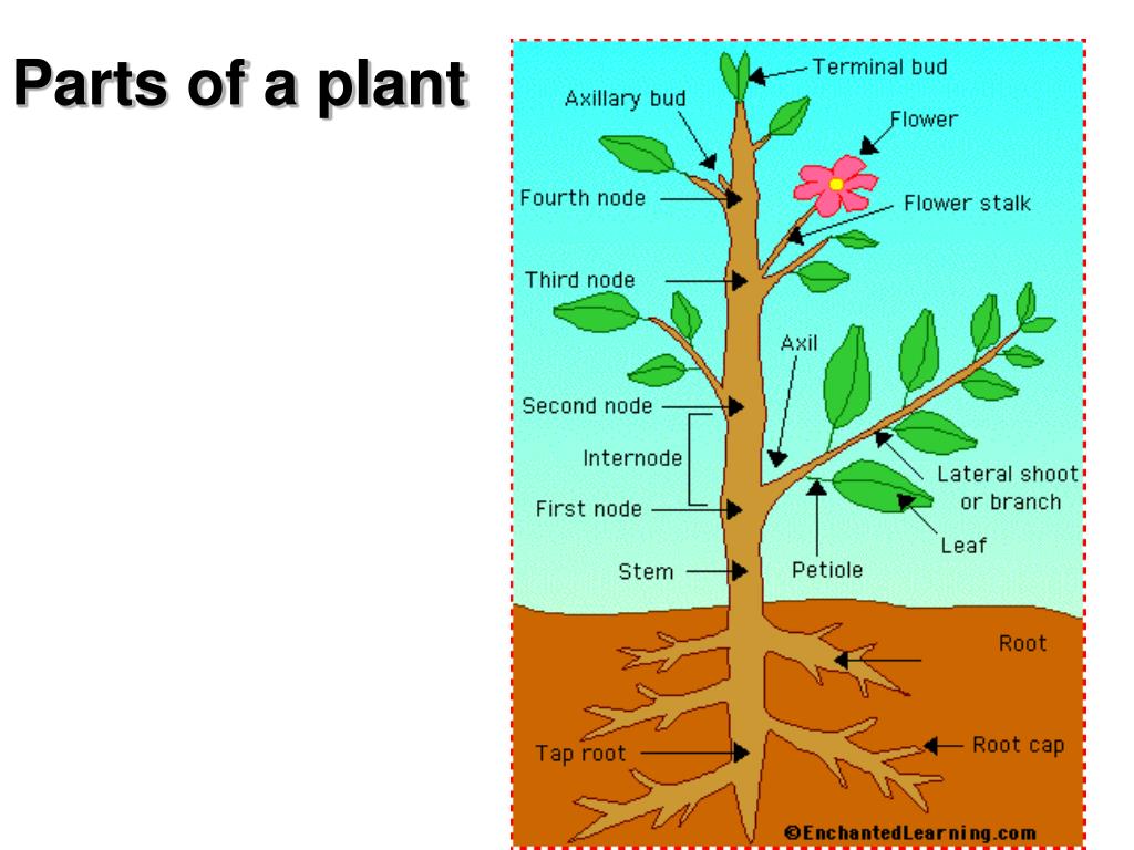 Plant structure. Parts of a Plant. Stalk - Part of Plant. Parts of a Seed Plant.