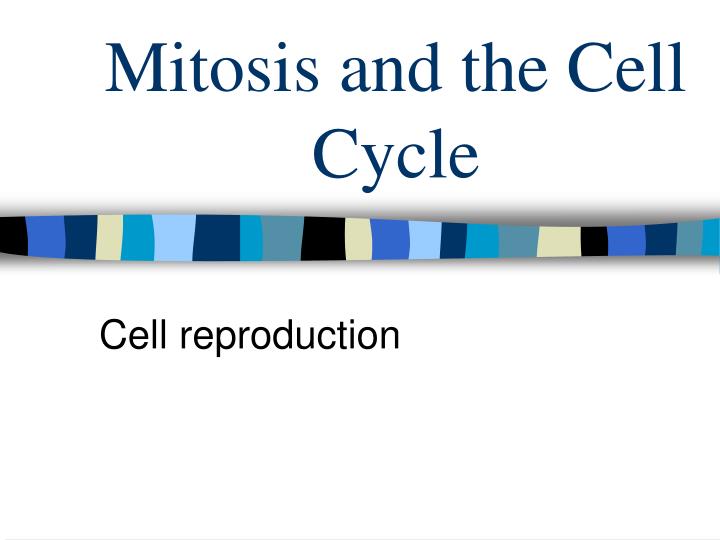 mitosis and the cell cycle n.