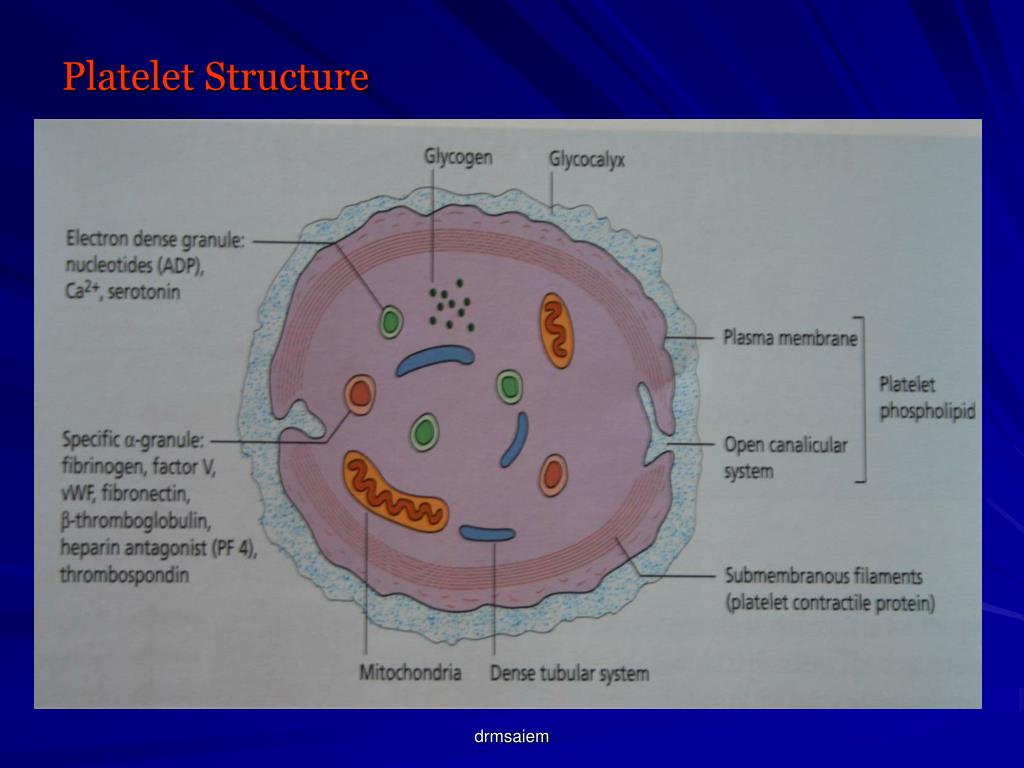 Thrombocytes Structure Thrombocytes Structure