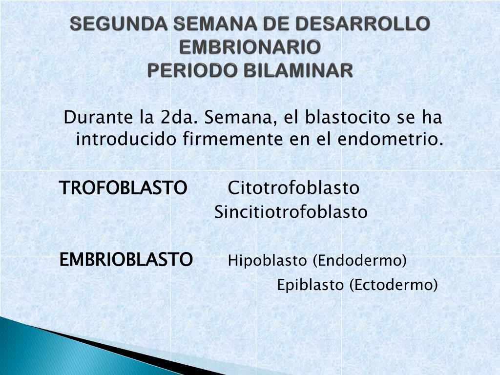 PPT - SEGUNDA SEMANA DE DESARROLLO EMBRIONARIO PERIODO BILAMINAR PowerPoint  Presentation - ID:230099