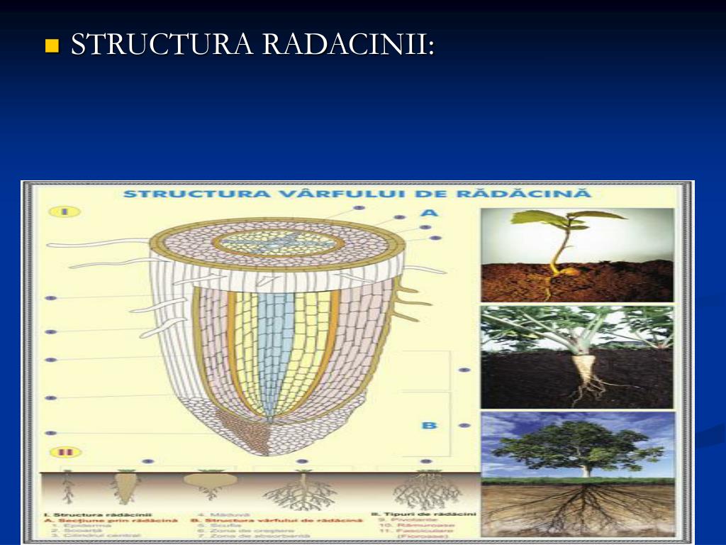 PPT - CIRCULATIA LA PLANTE PowerPoint Presentation, free download -  ID:230309