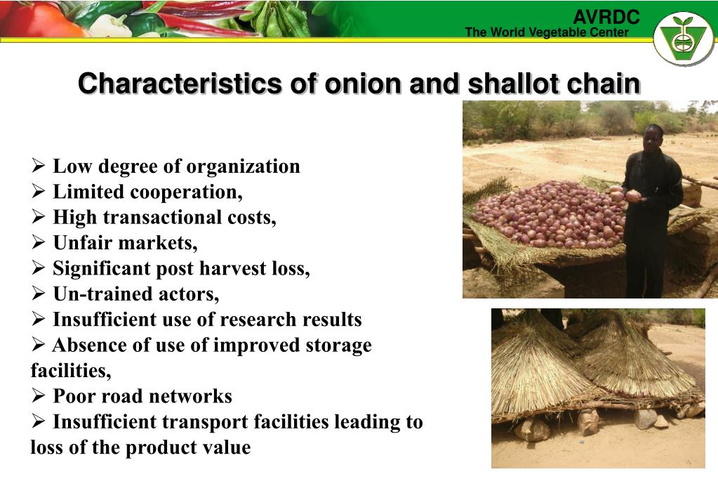 What is shallot: characteristics - Ristomanager