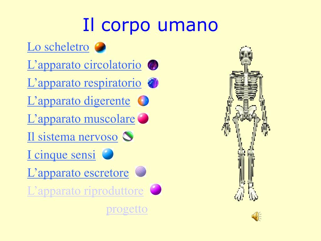 Ppt Il Corpo Umano Powerpoint Presentation Free Download Id 231434