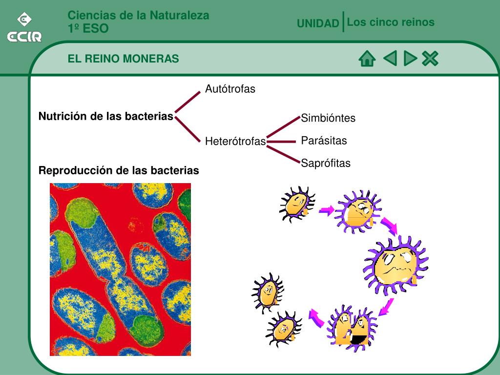 PPT - Ciencias de la Naturaleza 1º ESO PowerPoint Presentation, free  download - ID:231669