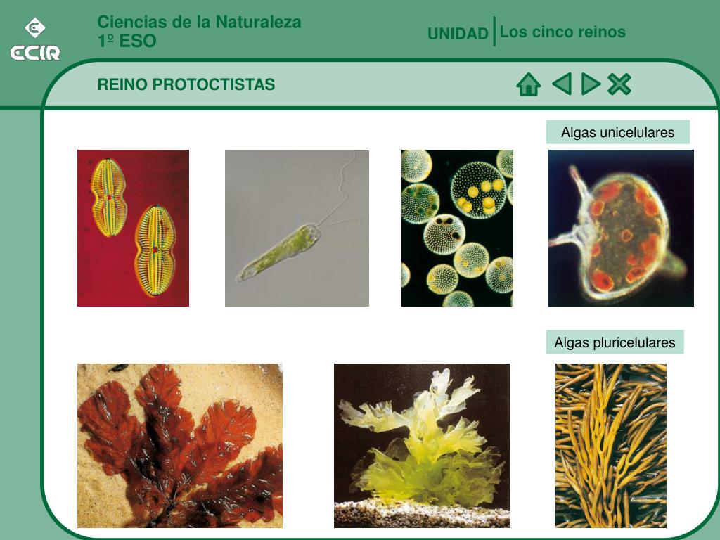 PPT - Ciencias de la Naturaleza 1º ESO PowerPoint Presentation, free  download - ID:231669