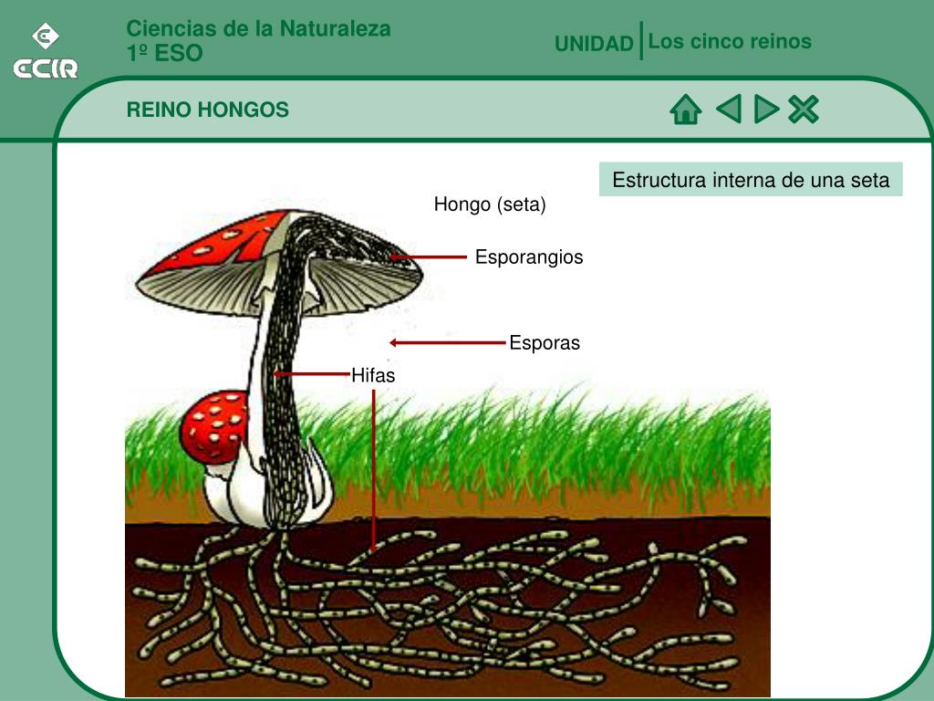 PPT - Ciencias de la Naturaleza 1º ESO PowerPoint Presentation, free  download - ID:231669