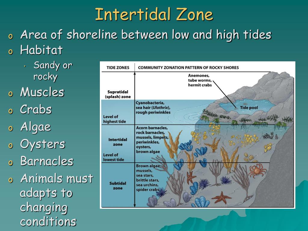 PPT Chapter 6 Major Ecosystems Of The World PowerPoint Presentation PPT Chapter 6 Major Ecosystems Of The World PowerPoint Presentation