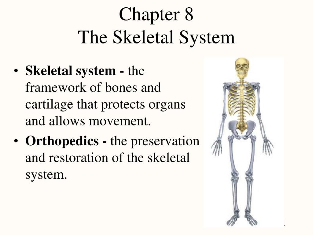 powerpoint presentation on the skeletal system