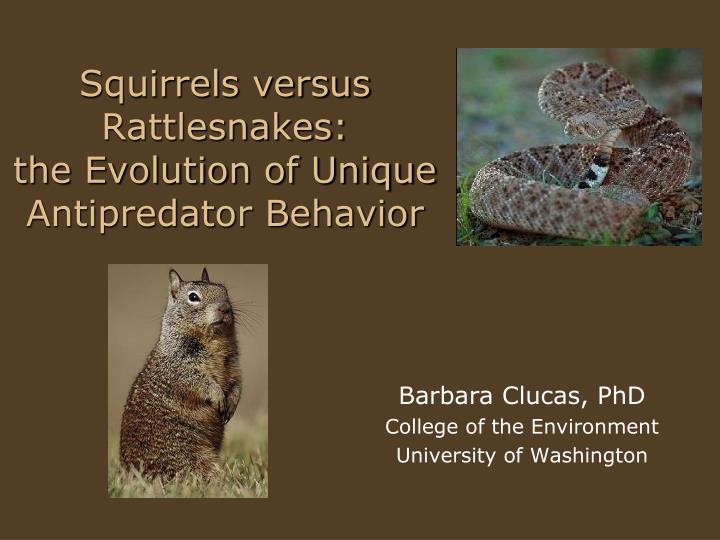 essay about squirrels behavior essay about squirrels behavior
