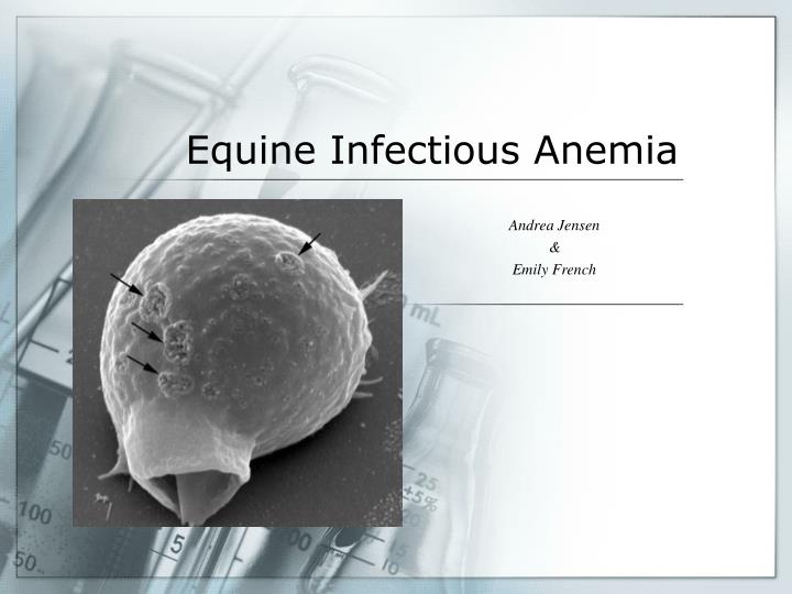 equine infectious anemia n.